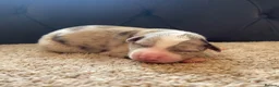 Border Collie dogs for sale: 🐾OUTSTANDING *UNIQUE* BORDER COLLIE PUPPIES🐾 - Advert 28