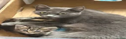 Mixed Breed cats for sale: 2 kittens available  in Maidenhead - Advert 2