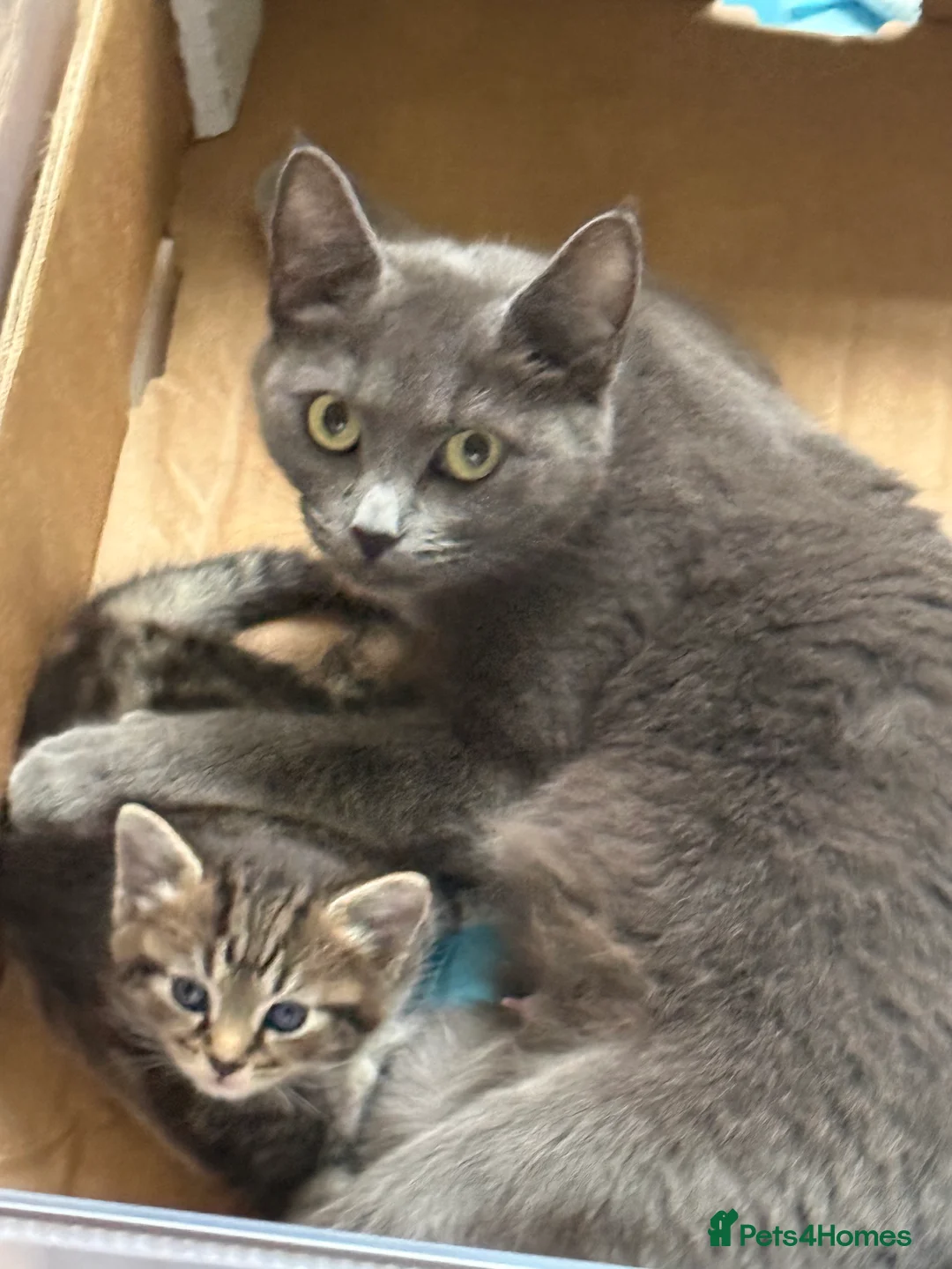 Mixed Breed cats for sale: 2 kittens available  in Maidenhead - Advert 2