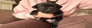 Cane Corso Puppy 4