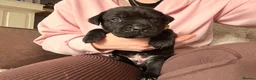 Cane Corso dogs for sale: Cane Corso puppies for sale-Black&Grey beauties!🐾 - Advert 4