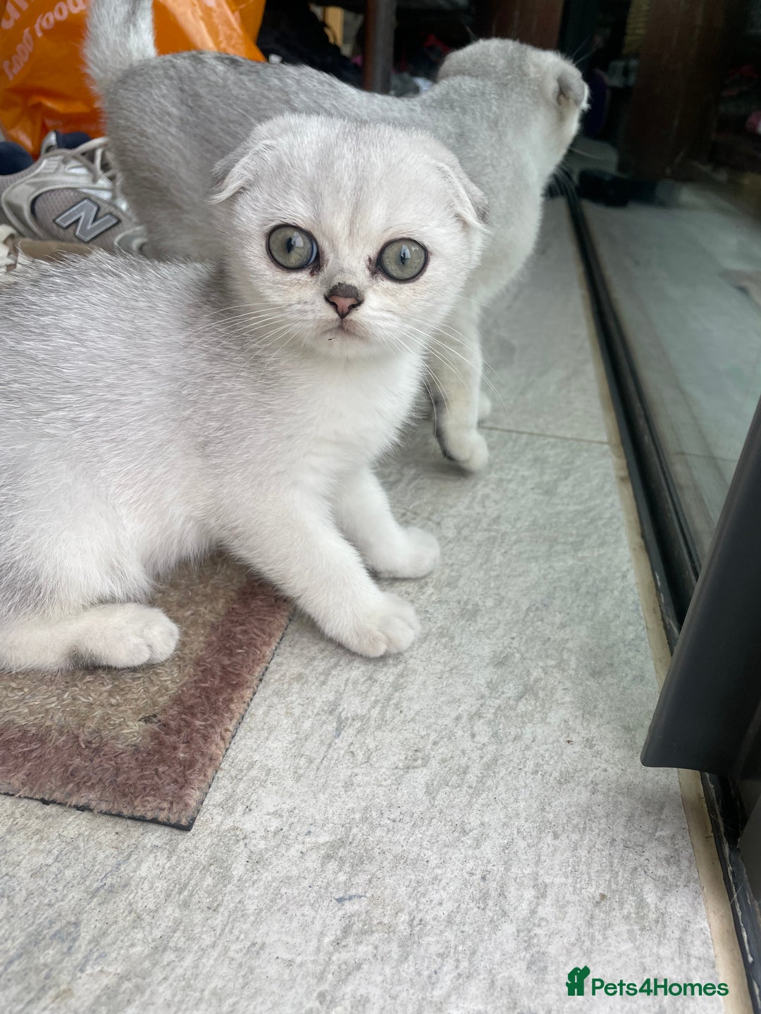 Scottish Fold cats for sale: Need home ASAP Full pedigreeTICA reg Scottish Fold in Barnet - Image 38