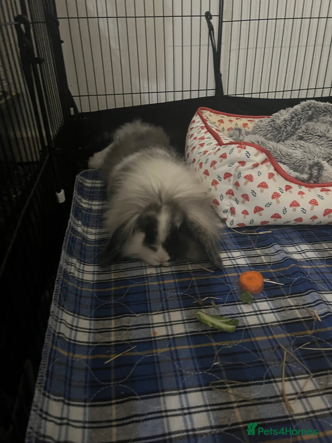 Lionhead rabbits for sale: Two lion head bunnies - Image 2