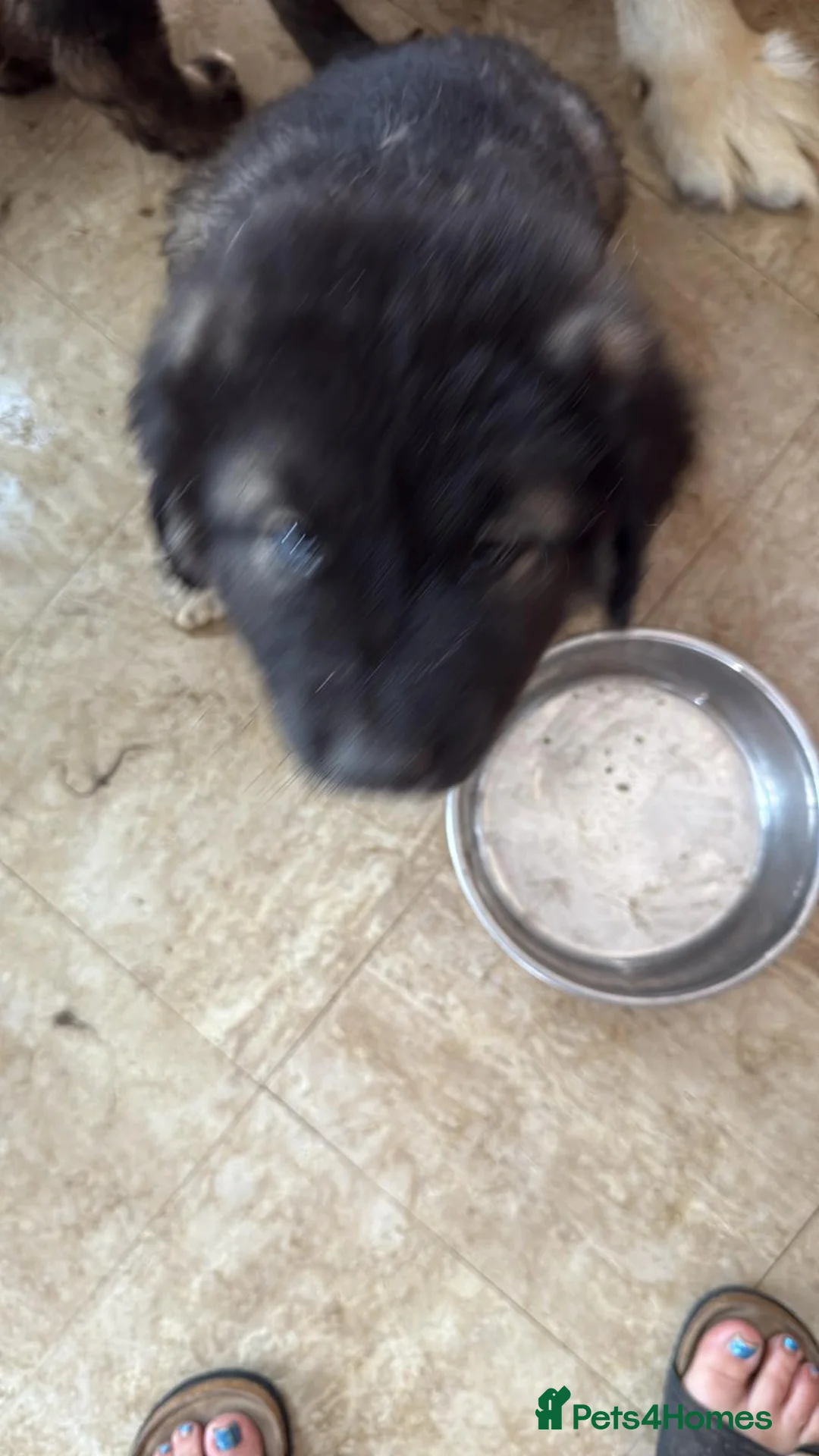 Caucasian Shepherd Dog dogs for sale: Loverly  Caucasian shepherd boy 5 months  - Advert 4