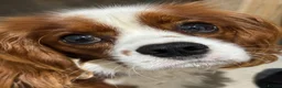 Cavalier King Charles Spaniel dogs for sale: Cavalier King Charles spaniel male 17 months  - Advert 3
