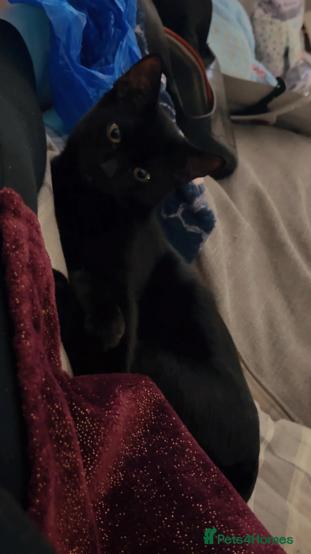 Mixed Breed cats for sale: FREE black cat to loving home  - Advert 1