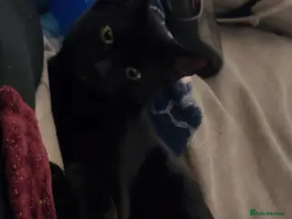 Mixed Breed cats FREE black cat to loving home - Advert 1