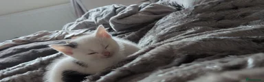 Maine Coon 2