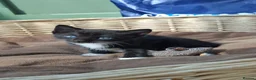 Mixed Breed cats for sale: Beautiful Tame Female Kitten Black White - Advert 3