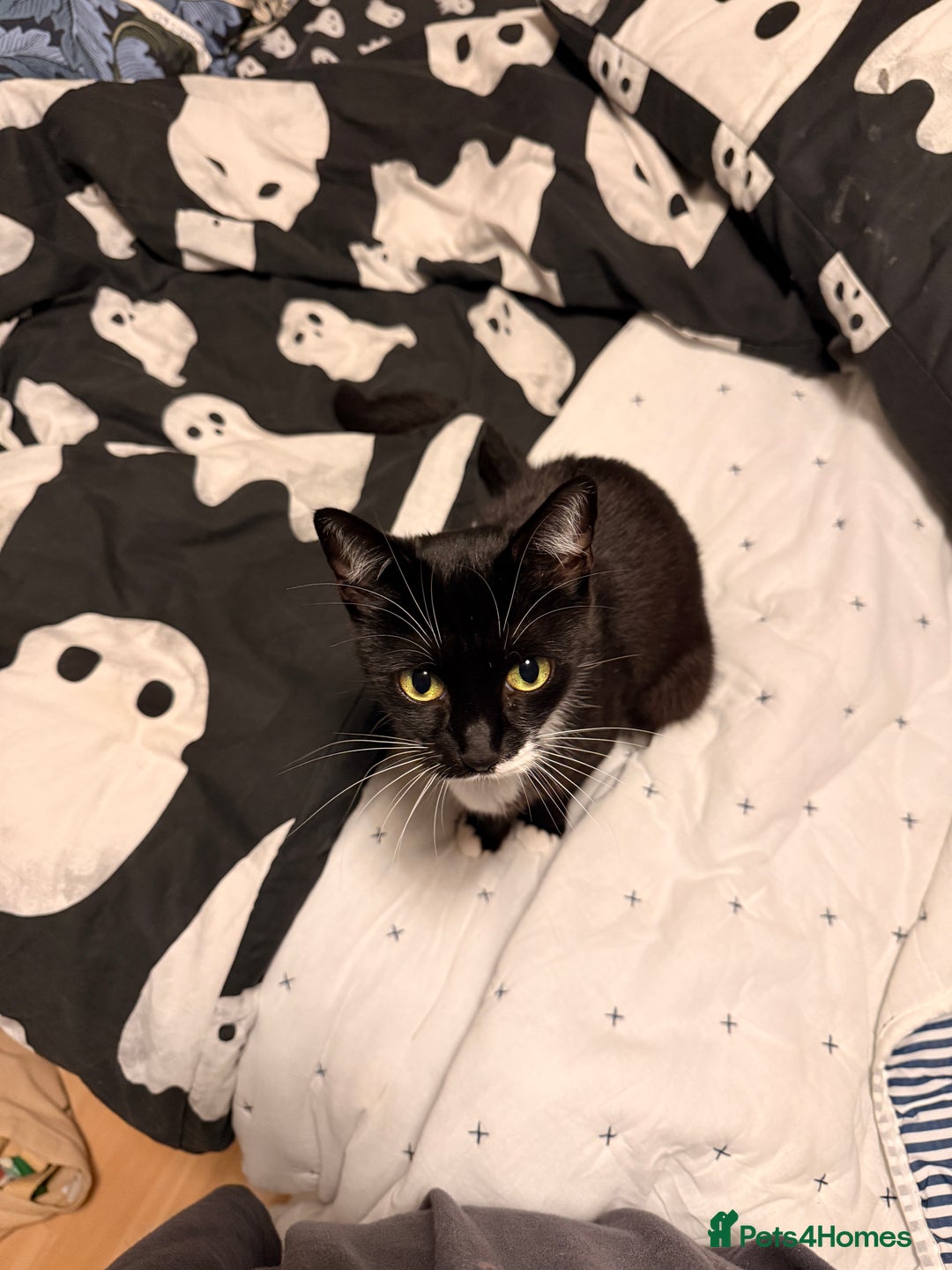 British Shorthair cats for sale: Midnight and Edith - Advert 6