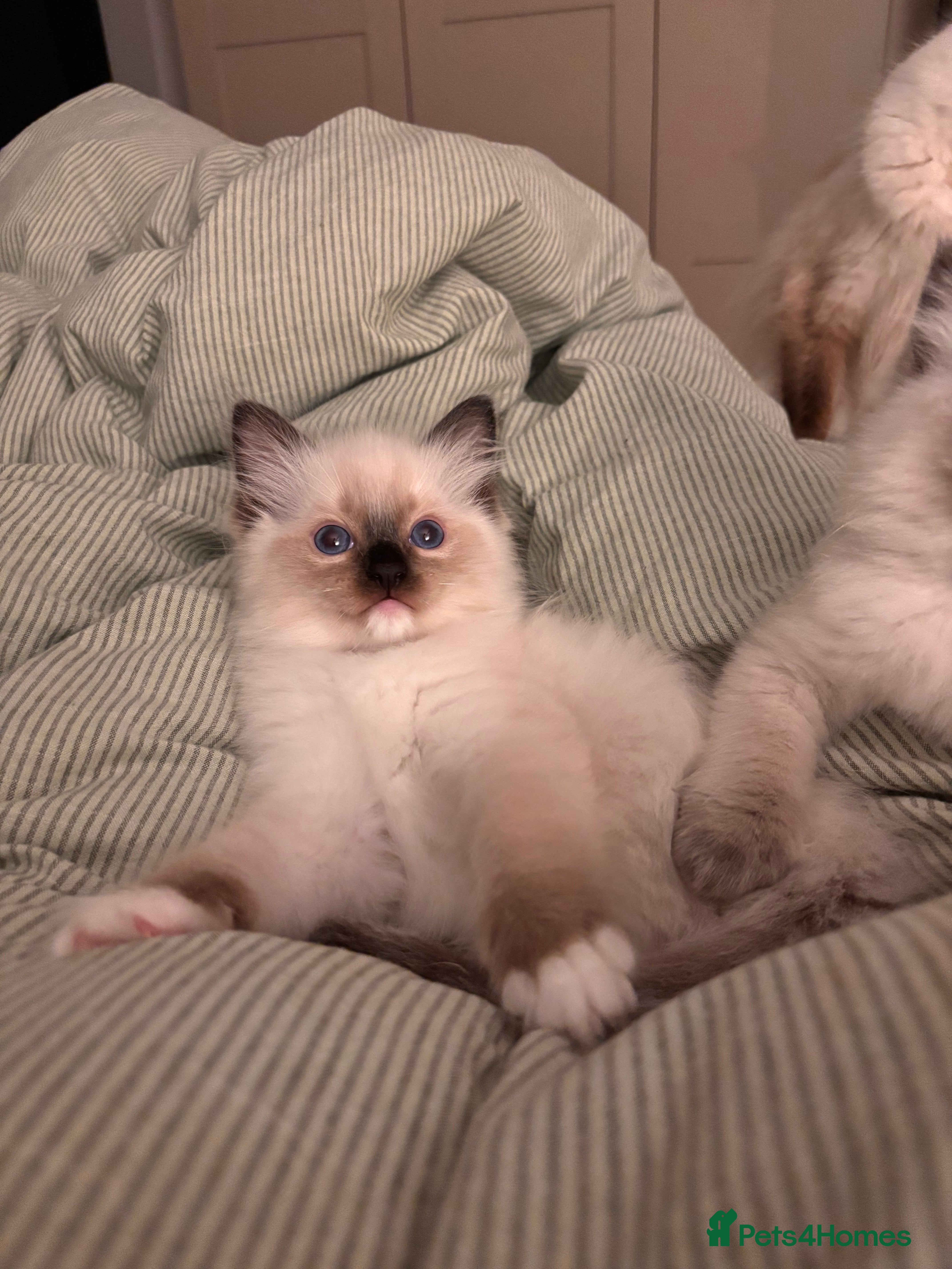 Ragdoll cats Last mitted Ragdoll girl available - Advert 8
