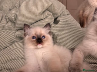 Ragdoll cats Last mitted Ragdoll girl available - Advert 13