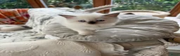 Ragdoll cats for sale: Adorable ragdoll kittens - Advert 5