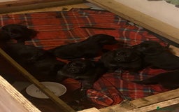German Shepherd dogs for sale: 8 German shepherd puppies - Image 1
