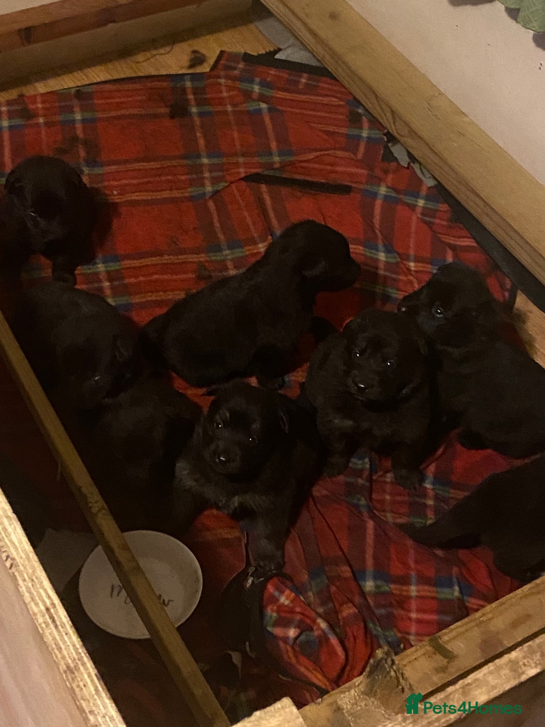 German Shepherd dogs for sale: 8 German shepherd puppies - Image 1