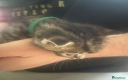 Mixed Breed cats for sale: 9 beautiful kittens  - Image 7