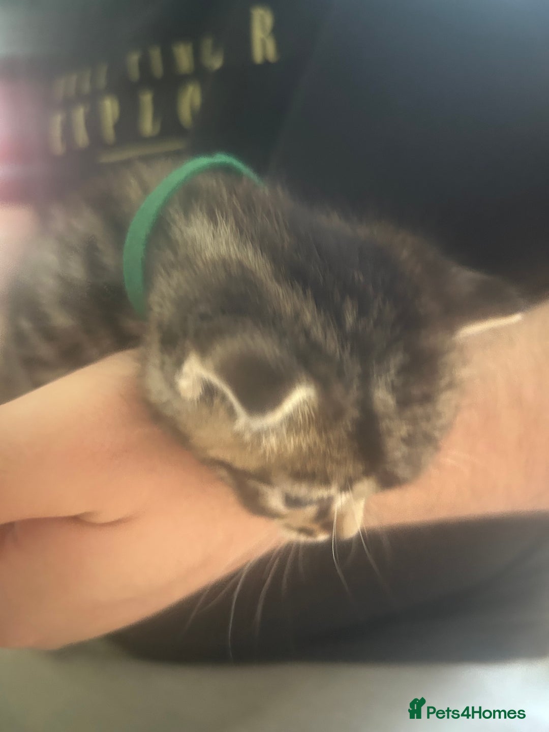 Mixed Breed cats for sale: 9 beautiful kittens  - Image 7