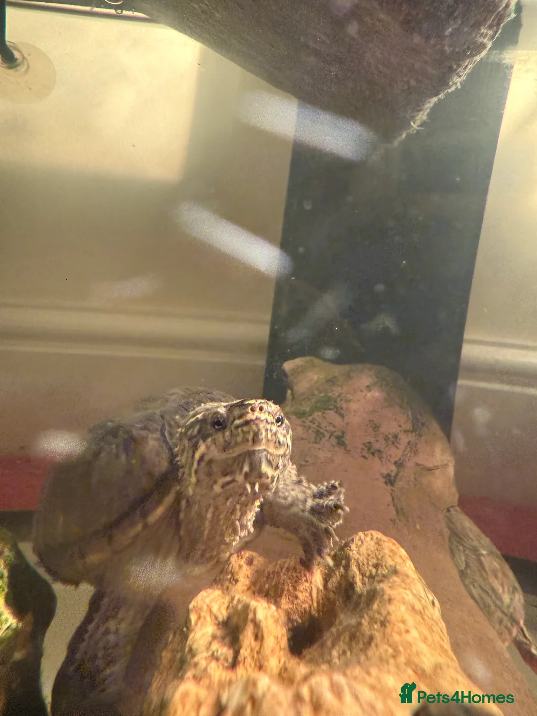 Turtle reptiles for sale: Musk turtles - Advert 4