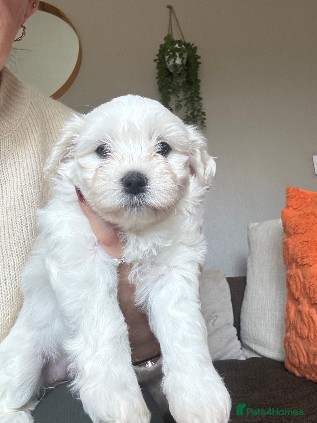 Maltipoo dogs for sale: Beautiful fluffy puppys - Image 5