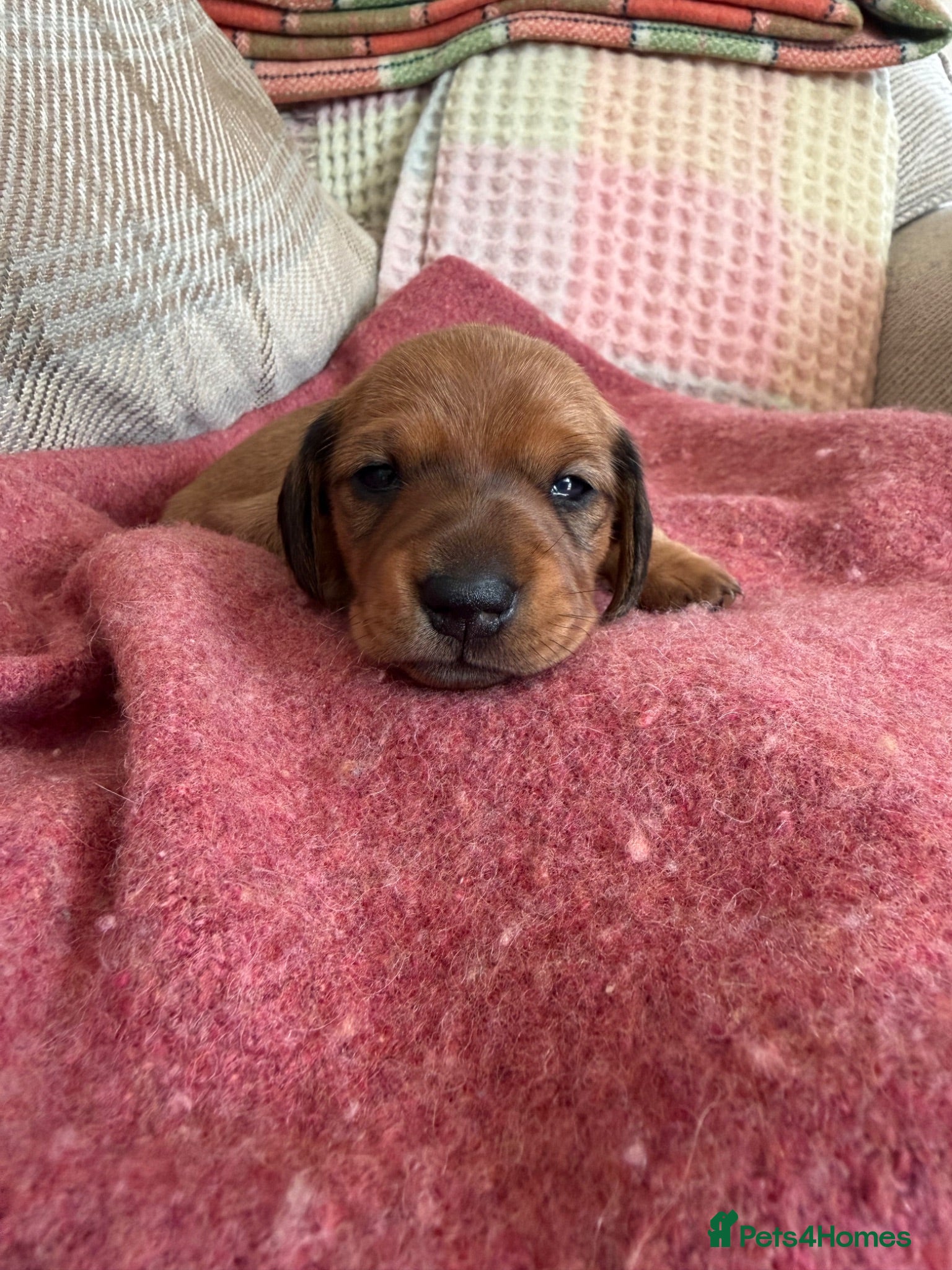 Miniature Dachshund dogs CHAMPION LINE KC REG & PRA CLEAR MINIS LOW COI - Advert 18