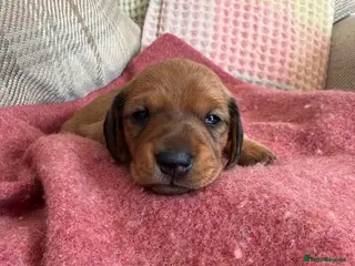 Miniature Dachshund dogs CHAMPION LINE KC REG & PRA CLEAR MINIS LOW COI - Advert 18