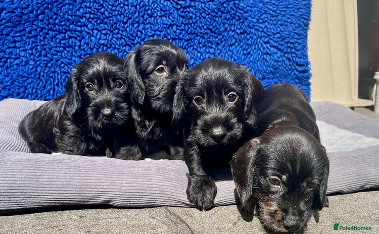 Dachshund dogs - Advert 2