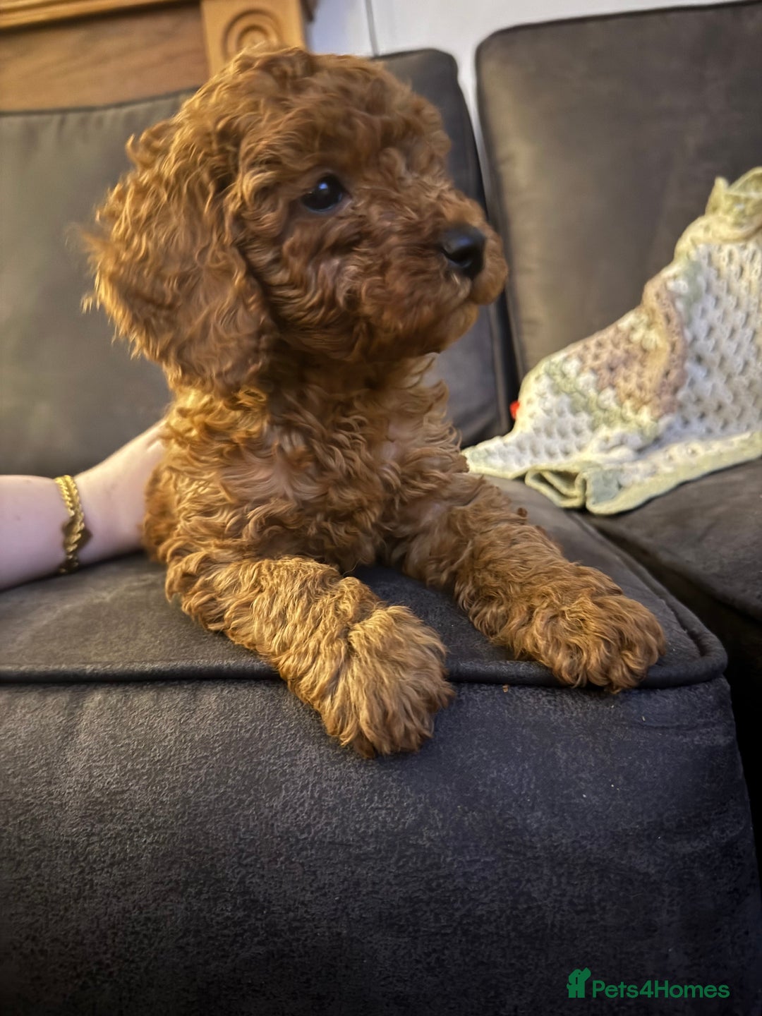Cockapoo dogs for sale: Beautiful cockapoos  - Advert 12