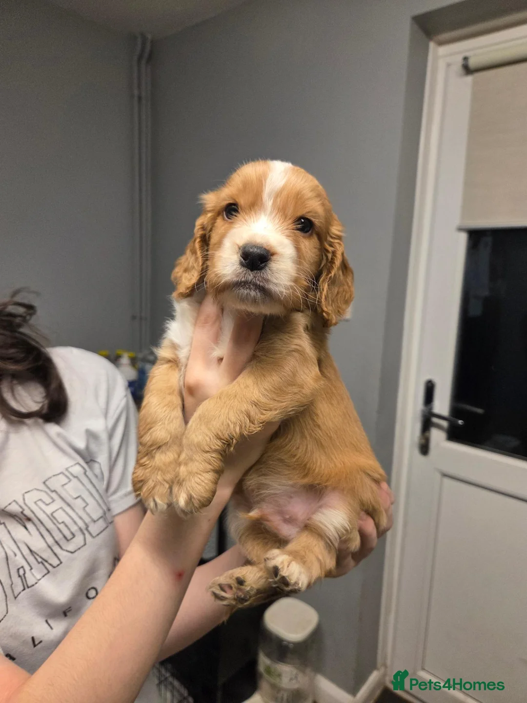 Cocker Spaniel dogs for sale: Beautiful litter of 4 male cocker spaniels  - Advert 1