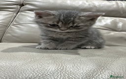 British Shorthair cats for sale: British Shorthair Kittens - Image 1