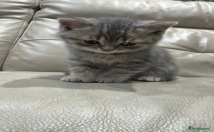 British Shorthair cats for sale - Advert 1
