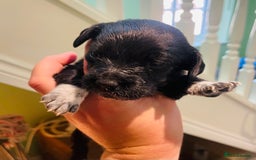 Mixed Breed dogs for sale: Jackapoo puppies for sale - Image 5