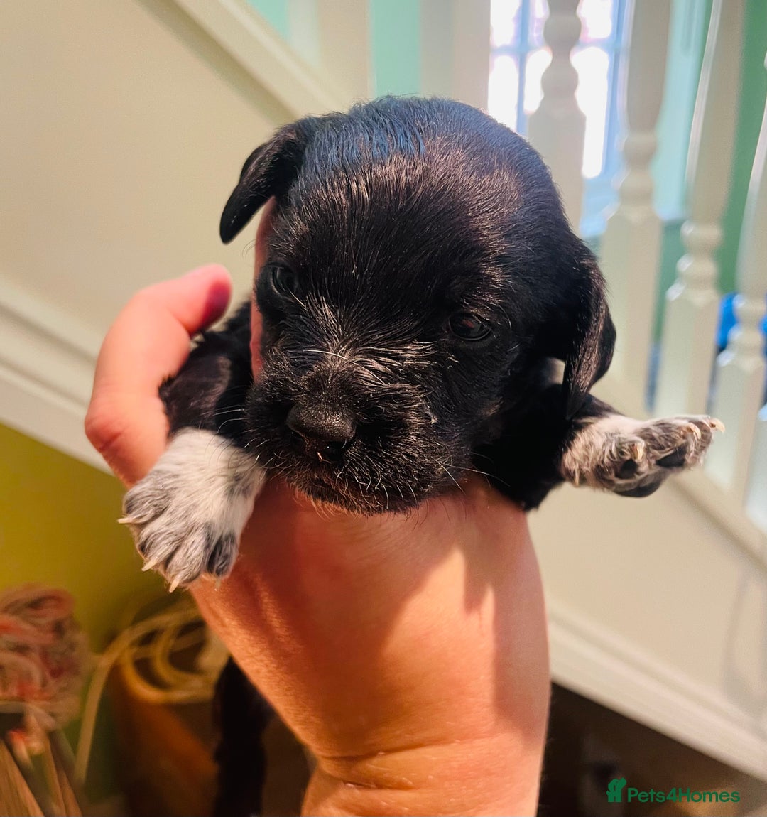 Mixed Breed dogs for sale: Jackapoo puppies for sale - Image 5