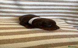 Miniature Dachshund dogs for sale: Beautiful Miniature dachshunds🐶🤎 - Advert 20