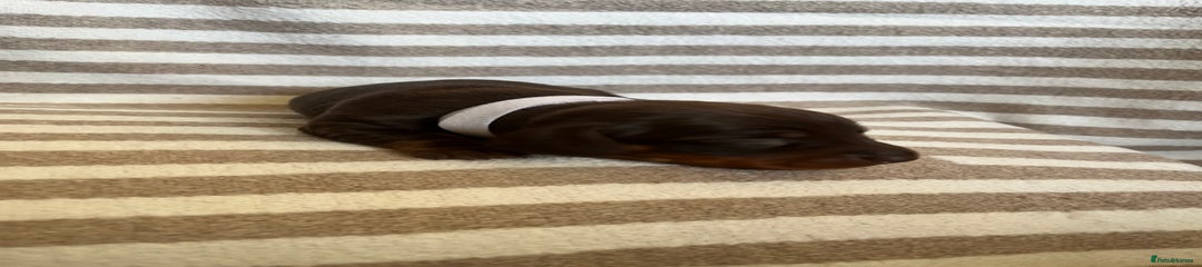 Miniature Dachshund Puppy 8