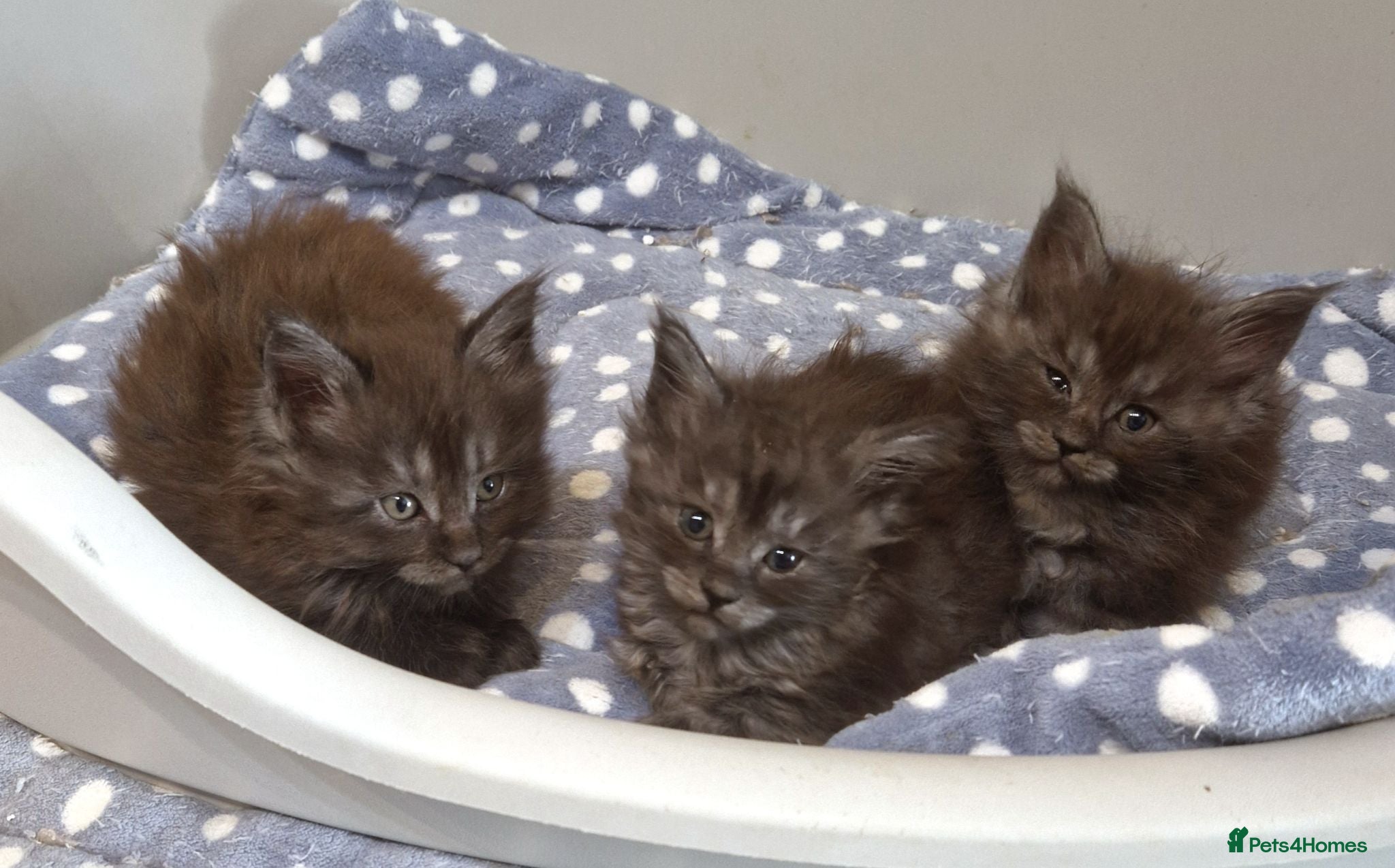 Maine Coon cats Outstanding pedigree mainecoons - Advert 1