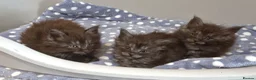 Maine Coon cats for sale: Outstanding pedigree mainecoons - Advert 1