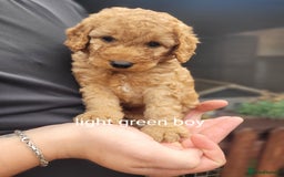 Labradoodle dogs for sale:  Apricot Doodle labradoodles - Image 20
