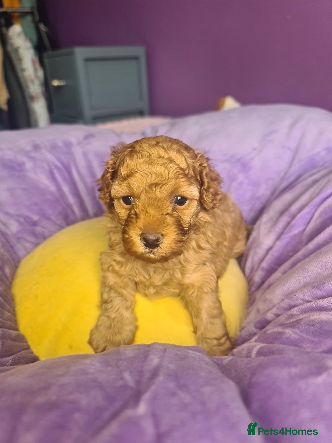 Toy Poodle dogs for sale: Mini TOY POODLES Last one boy available - Advert 19