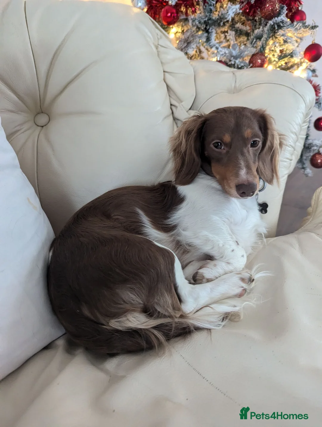 Miniature Dachshund dogs for stud:  Long haired piebald Miniature dachshund  - Advert 3