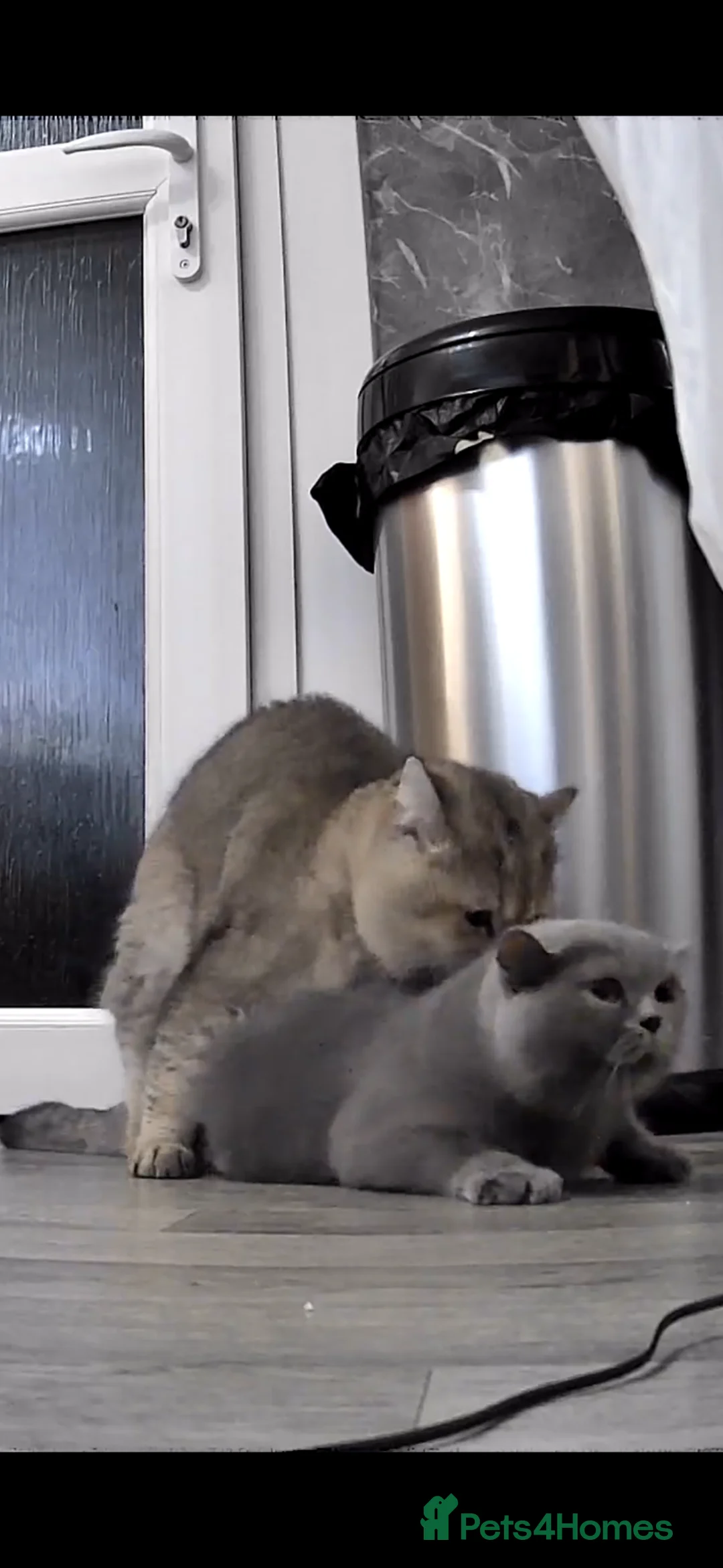 British Shorthair cats for stud: Golden tipped British shorthair  - Advert 2