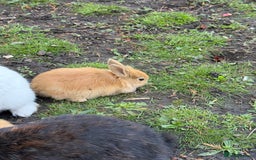 Angora rabbits for sale: Dutch and angora babies  - Image 10