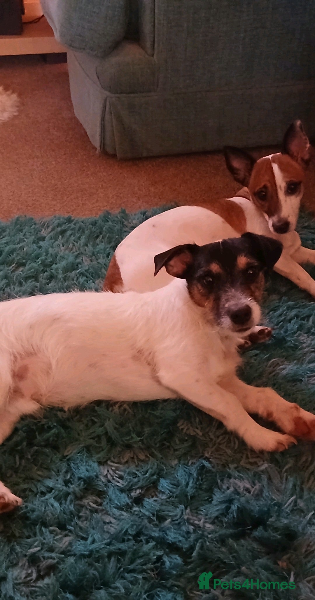 Jack Russell dogs for sale: Intelligent,  beautiful,  sensitive little man.  - Advert 2