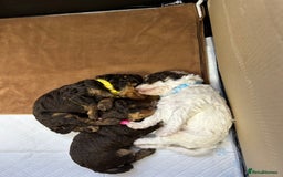 Toy Poodle dogs for sale: Toy poodle boy chocolate and white  - Advert 13