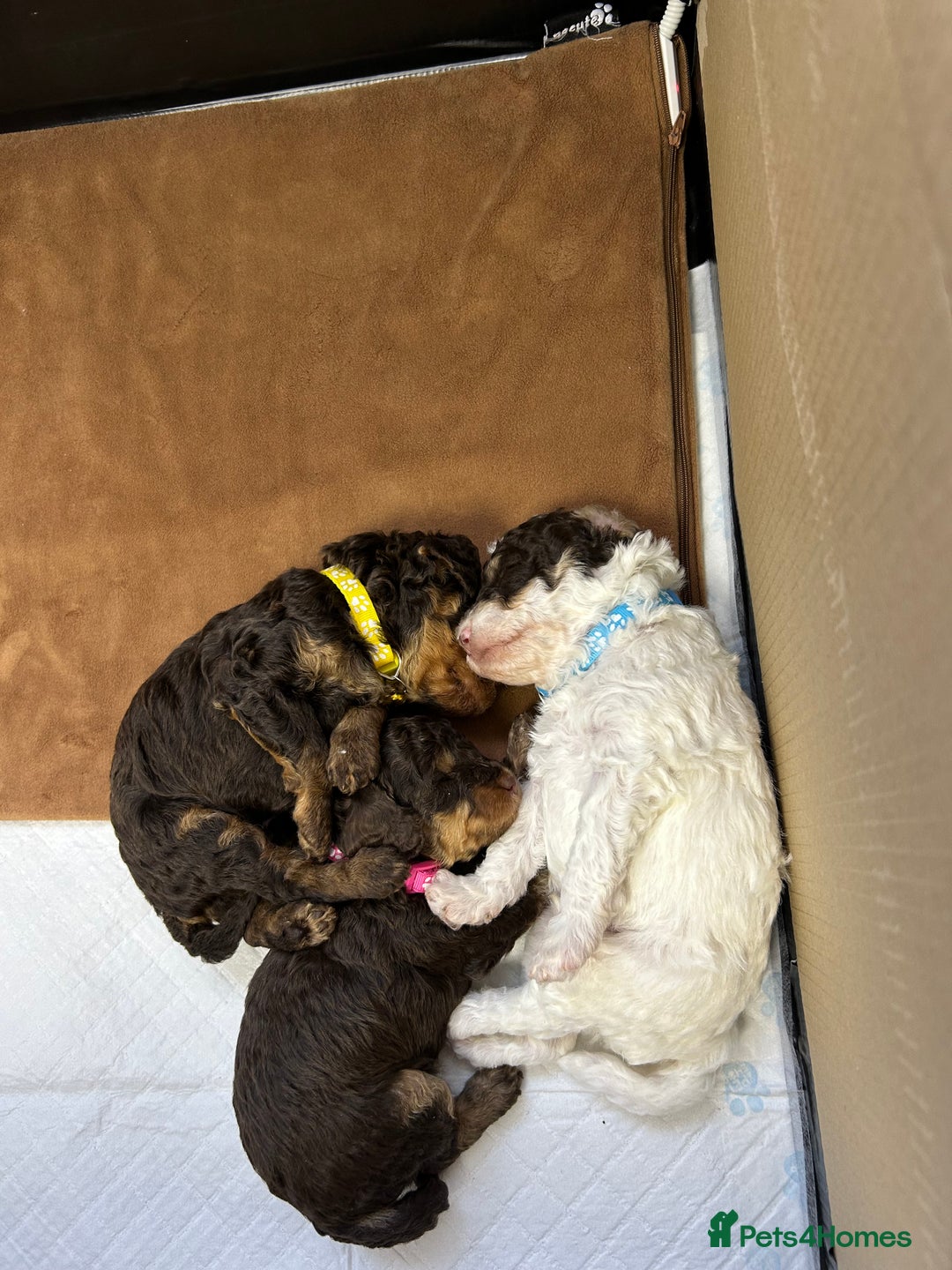 Toy Poodle dogs for sale: Toy poodle boy chocolate and white  - Advert 13