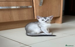 Abyssinian cats for sale: Pedigree Silver Abyssinian kittens - Image 18
