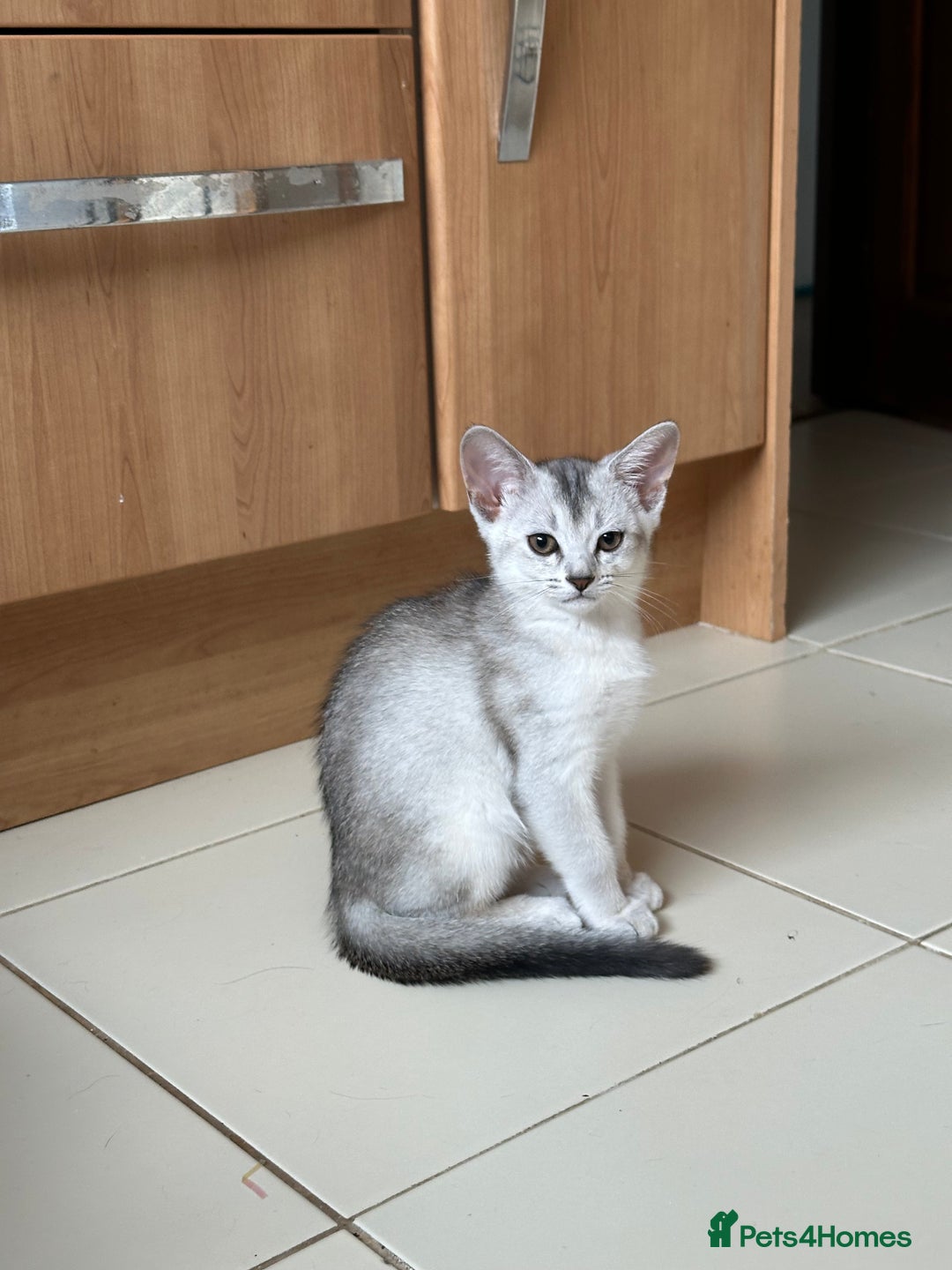 Abyssinian cats for sale: Pedigree Silver Abyssinian kittens - Image 18