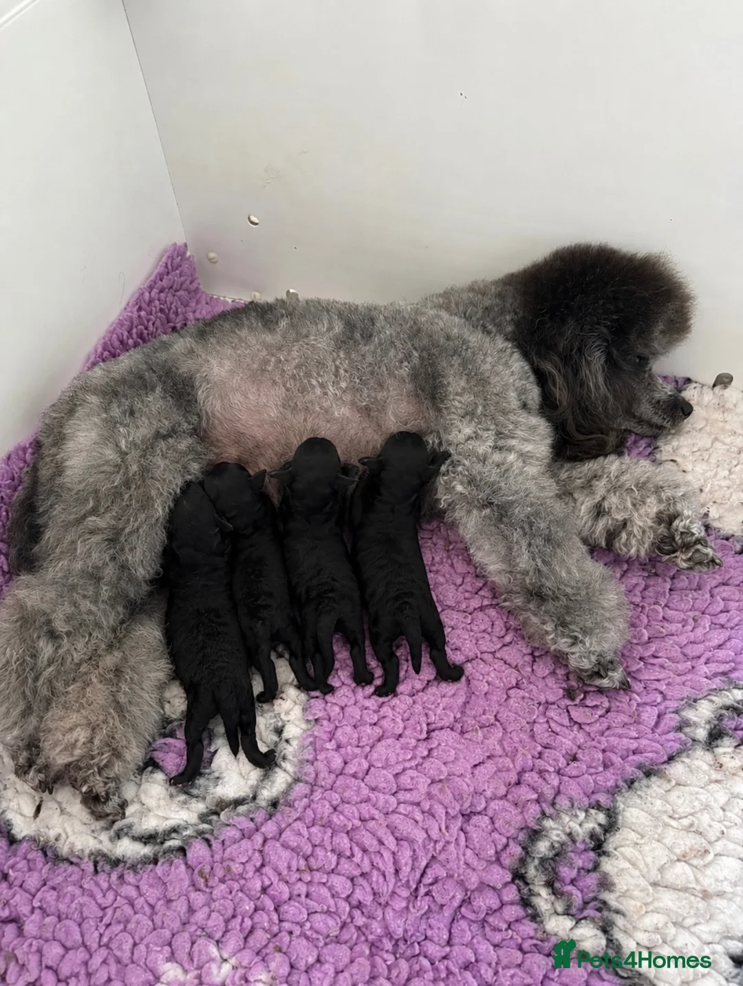 Toy Poodle dogs for sale: Silver Toy Poodle  - Advert 3