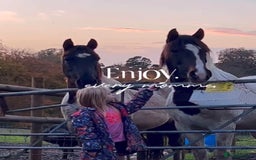Trotter horses for sale: Two trotters - Image 3