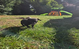 Whippet dogs for sale: 2 stunning purebred whippet ladies - Image 5