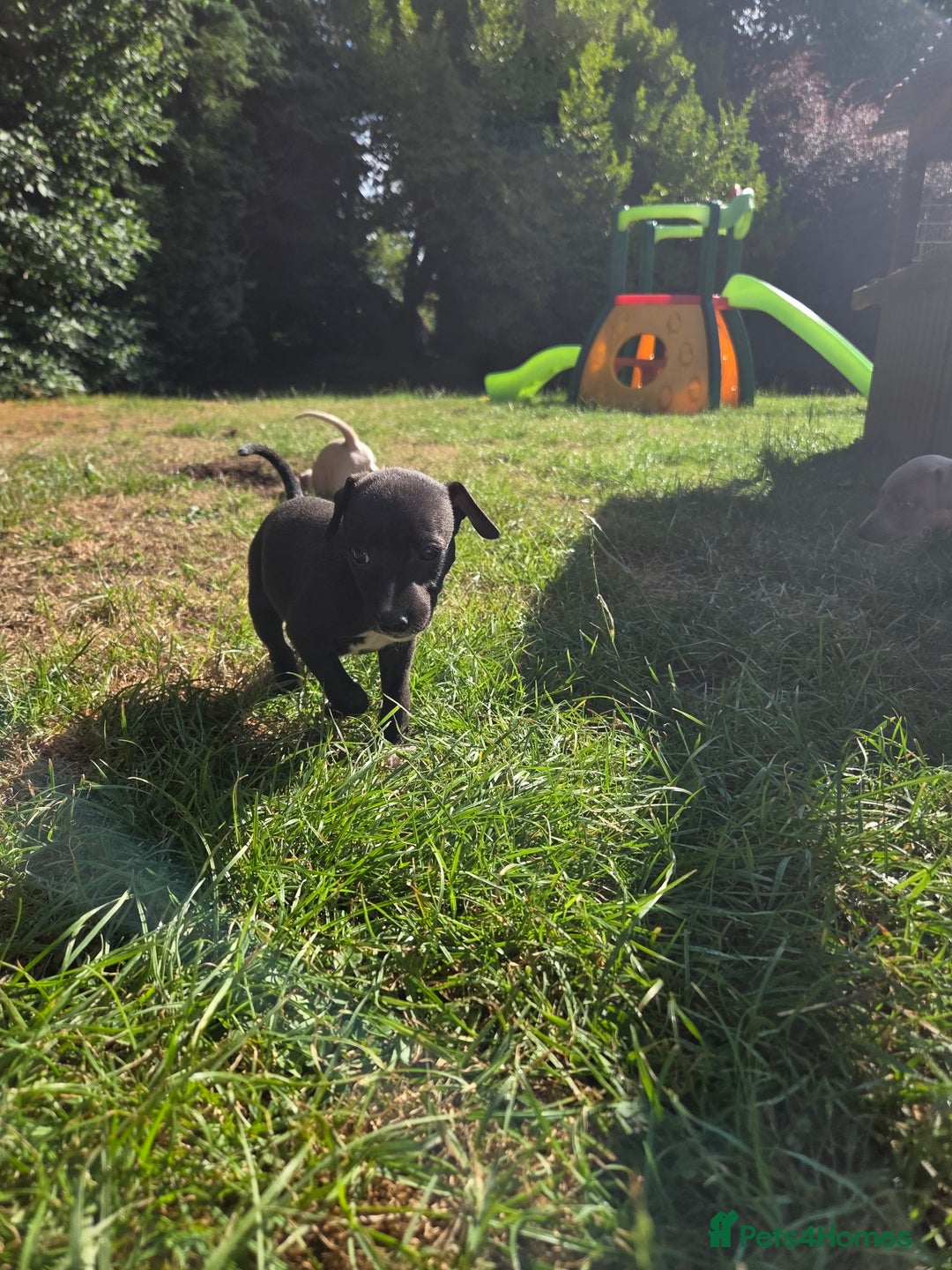Whippet dogs for sale: 2 stunning purebred whippet ladies - Image 5
